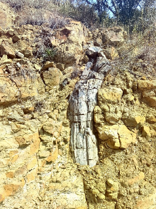 王屋山-黛眉山世界地质公园在济源发现一处珍贵的硅化木化石遗迹